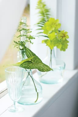 Plant 2